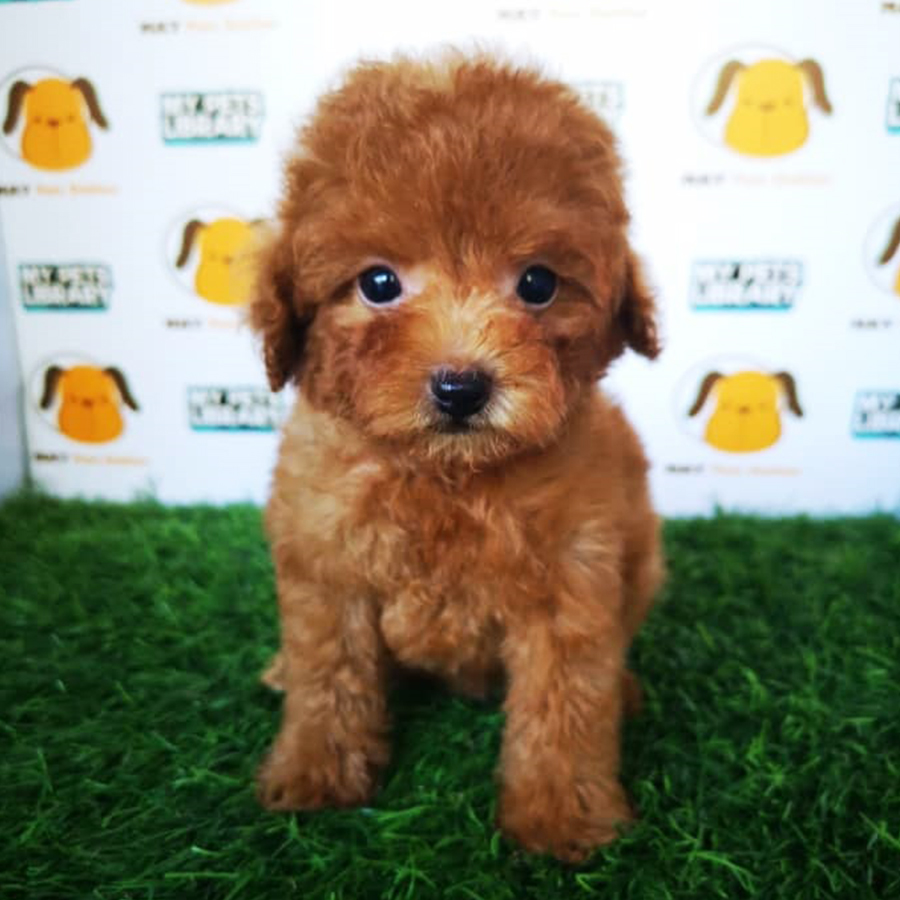 Tiny Poodle For Sale