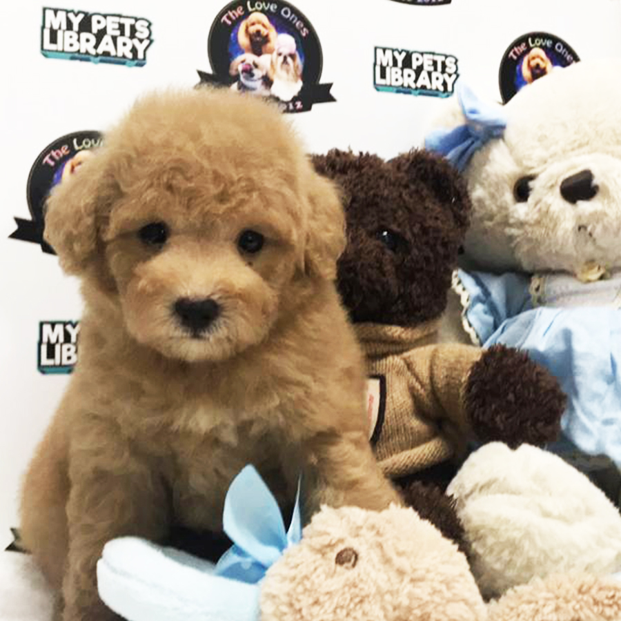 Tiny Toy Poodle For Sale
