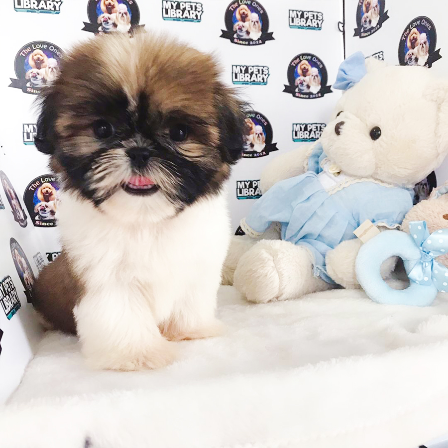 Champion Bloodline Shihtzu Puppy