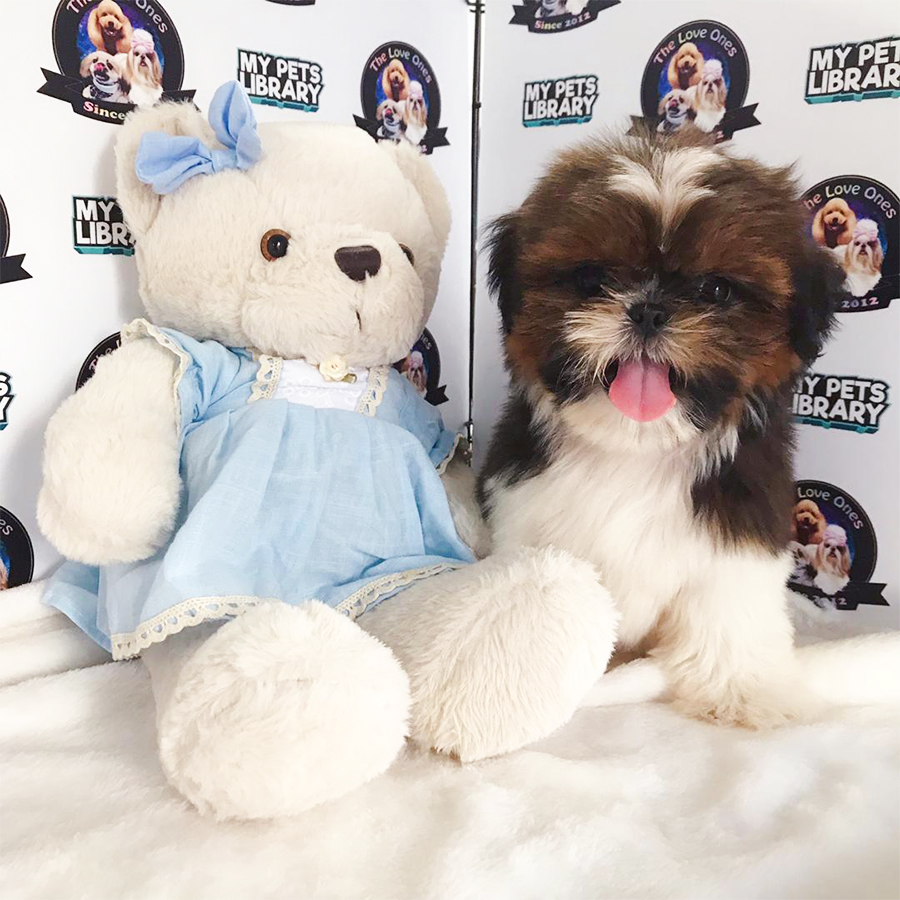 Champion Bloodline Shihtzu Puppy