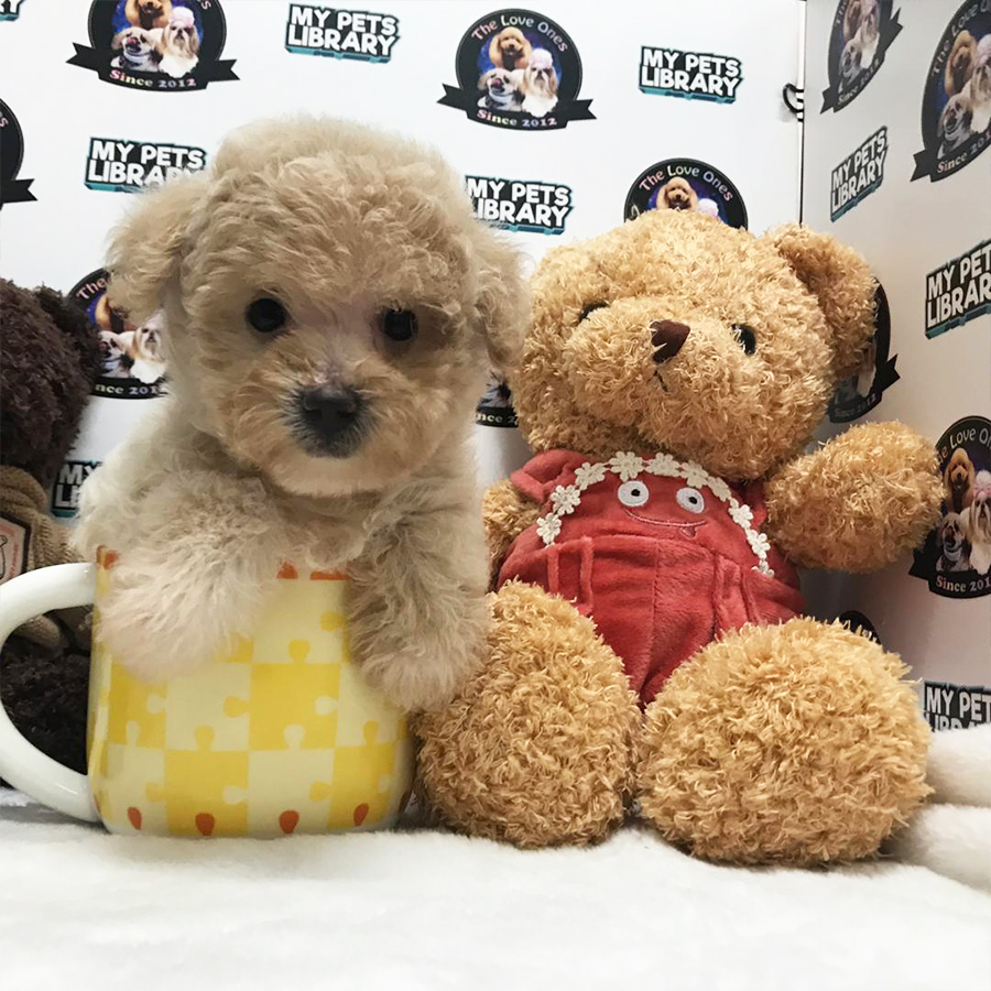 Teacup Poodle For Sale