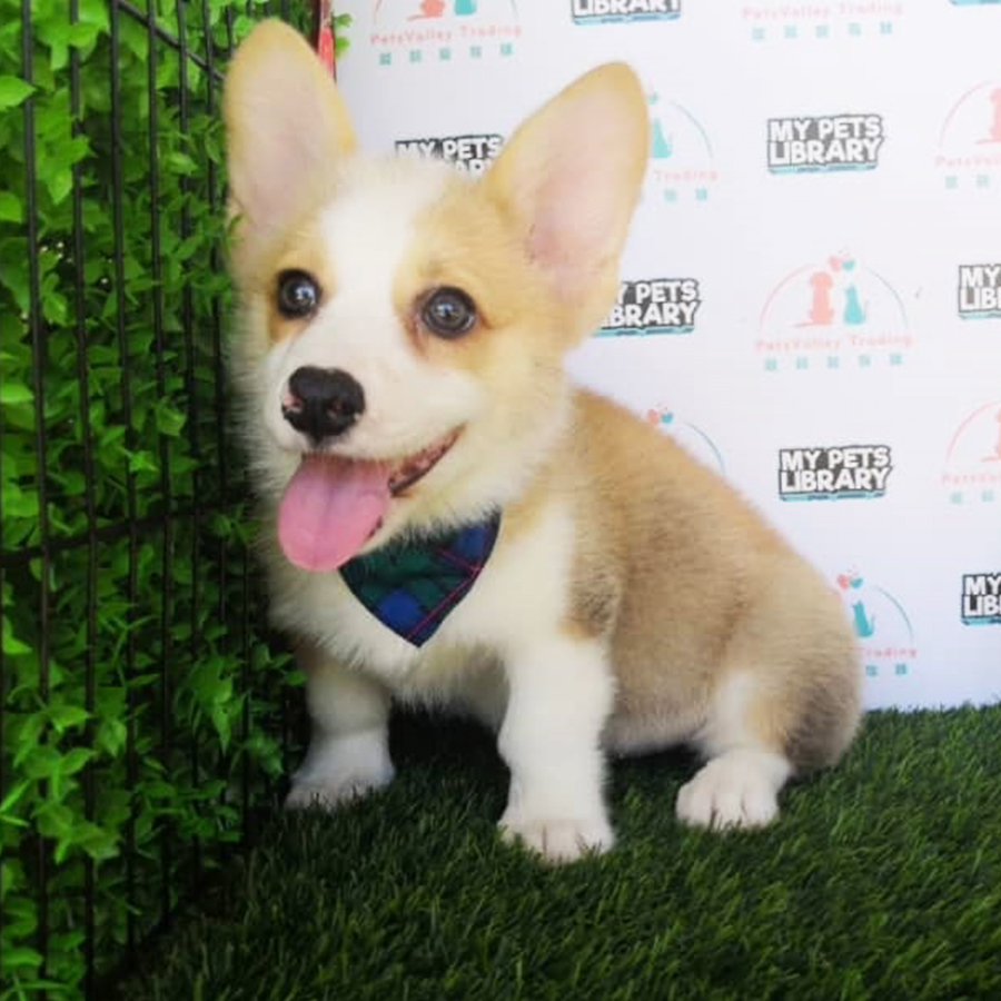 Champion Lineage Welsh Corgi For Sale
