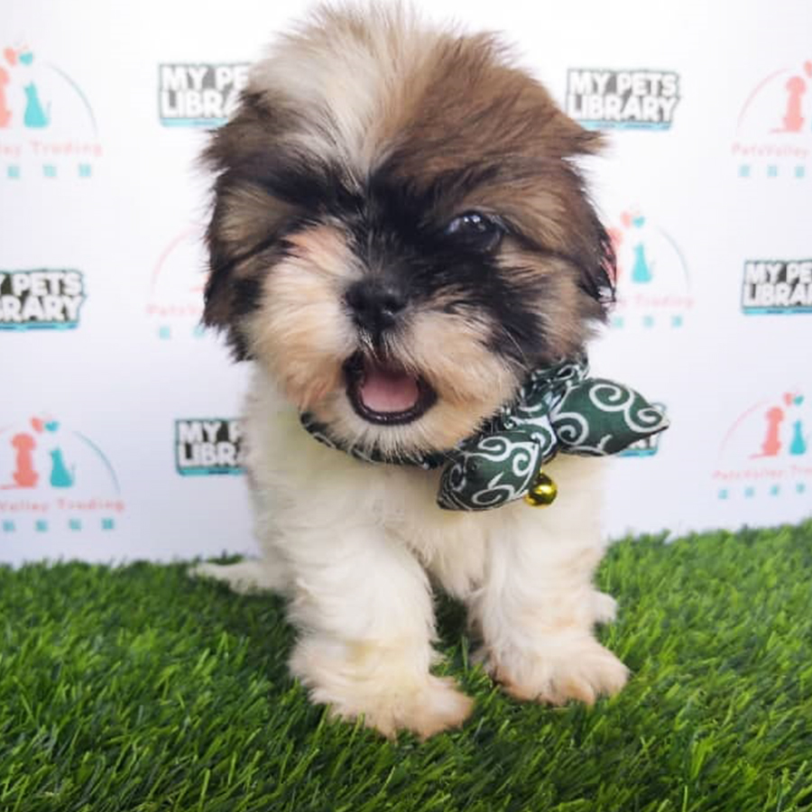 Shih Tzu Puppy For Sale (F1)