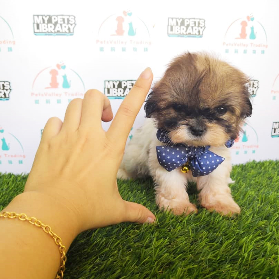 Shih Tzu Puppy For Sale (F2)
