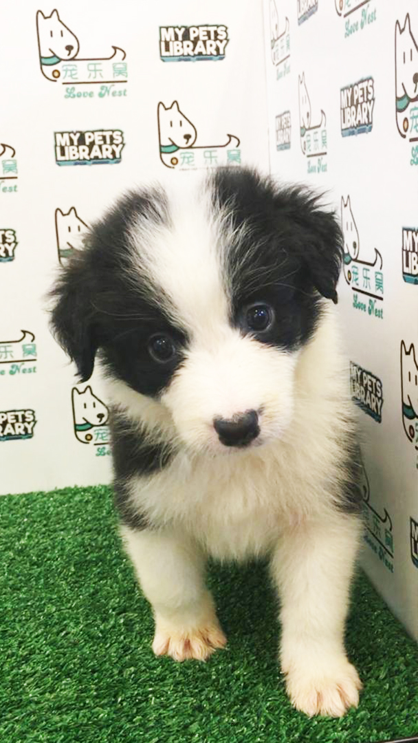 Border Collie Puppy For Sale