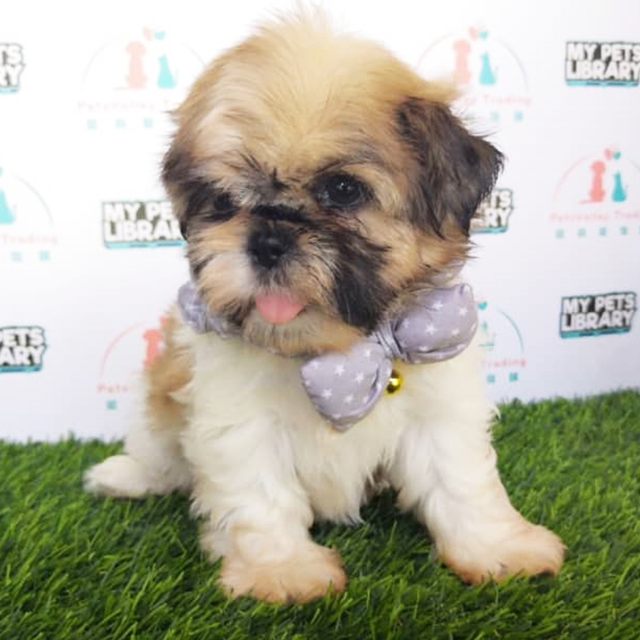 Shih Tzu Puppy For Sale (F3)
