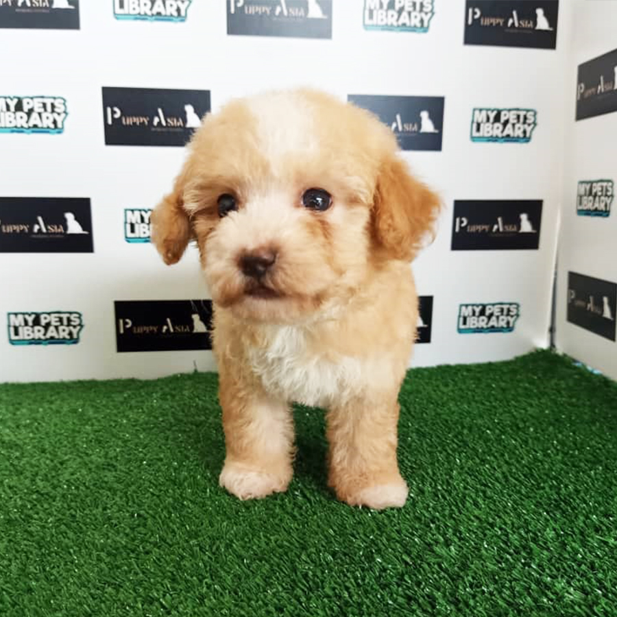 Toy Poodle Puppy For Sale
