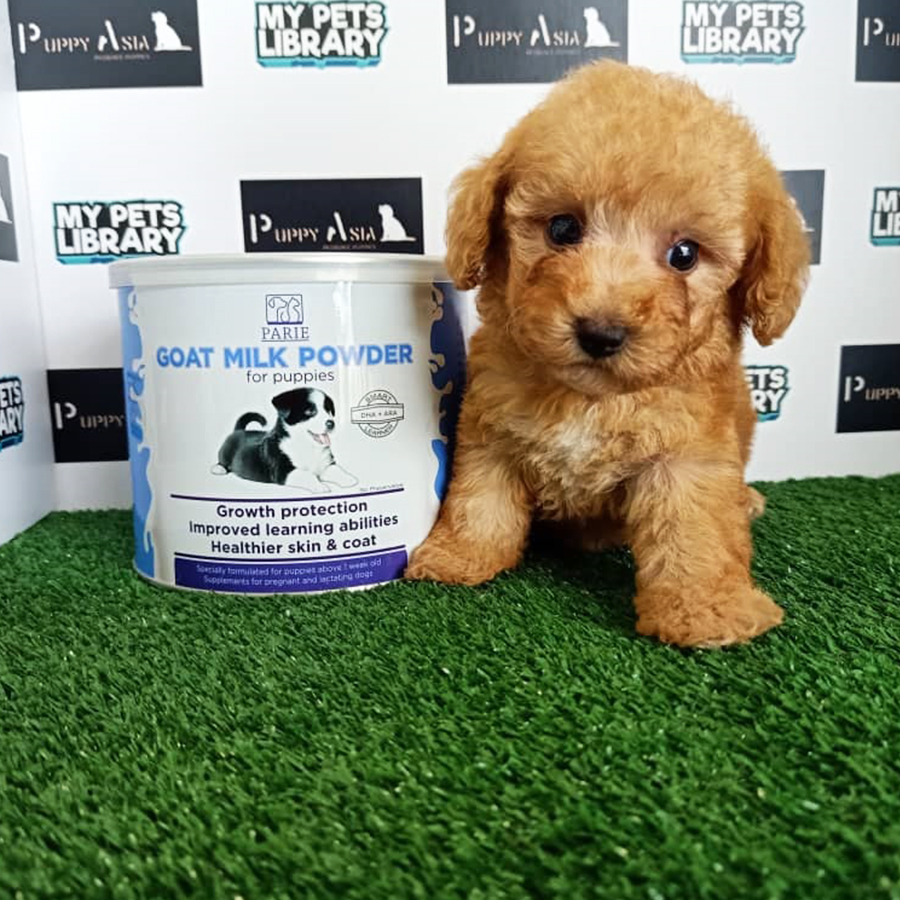 Toy Poodle Puppy For Sale