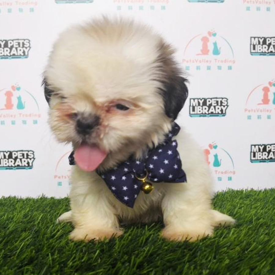 Shih Tzu Puppy (Male) For Sale