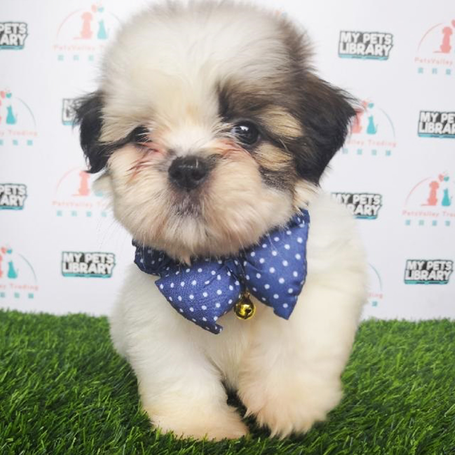 Shih Tzu Puppy For Sale (Male)