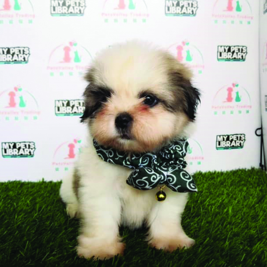 Shih Tzu Puppy For Sale