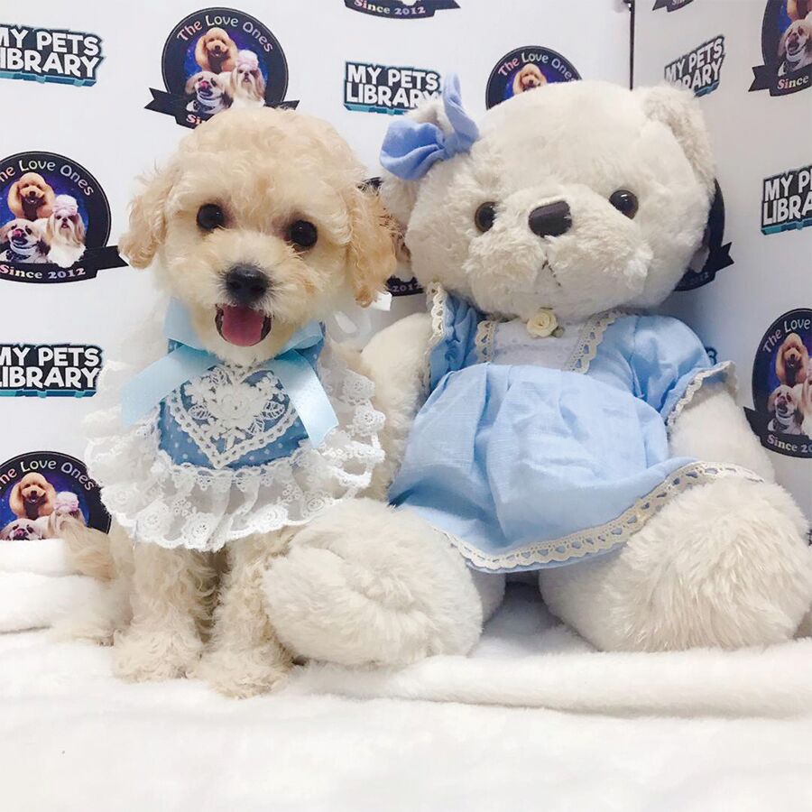 Tiny Poodle Puppy For Sale (Female)