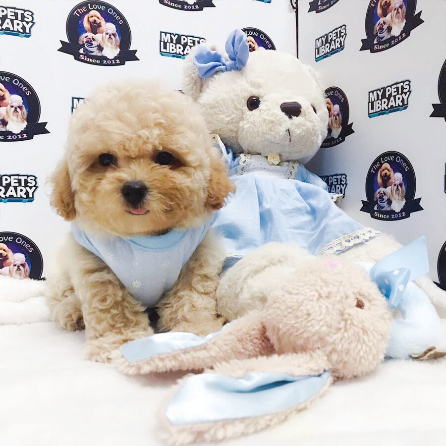 Super Short Leg Tiny Poodle Puppy For Sale