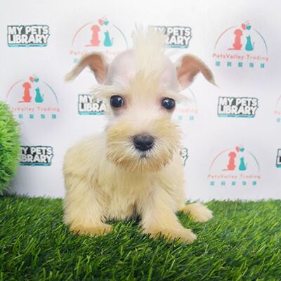 Miniature Schnauzer Puppy (White) For Sale