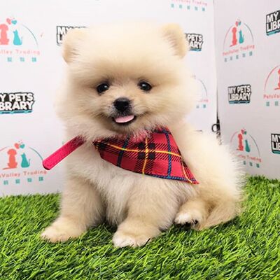 Tiny Pomeranian Puppy For Sale