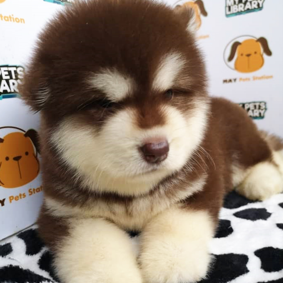 Alaskan Malamute Puppy For Sale