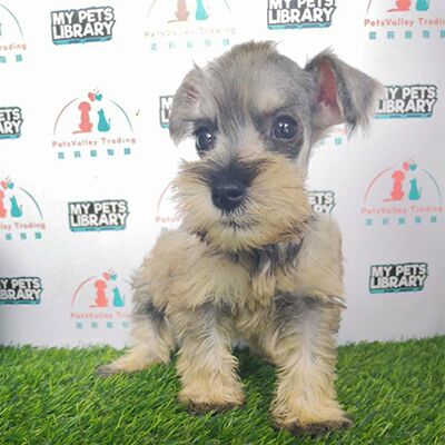 Miniature Schnauzer Puppy For Sale