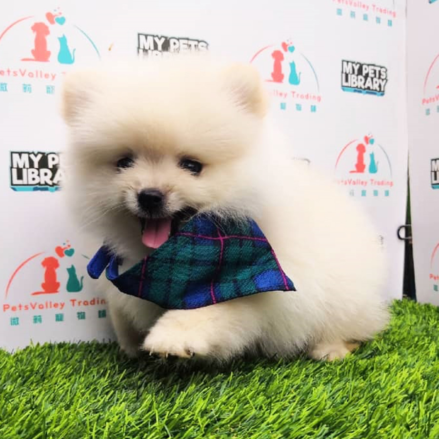 Tiny Pomeranian Puppy For Sale