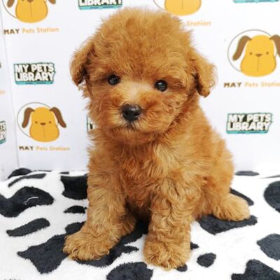 Tiny Poodle Puppy For Sale (Brown)