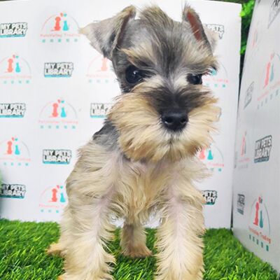 Miniature Schnauzer Puppy For Sale