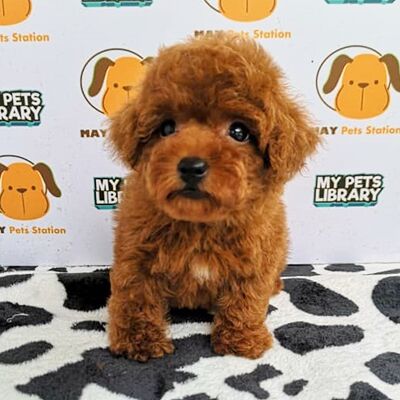 Tiny Poodle Puppy For Sale (Red)