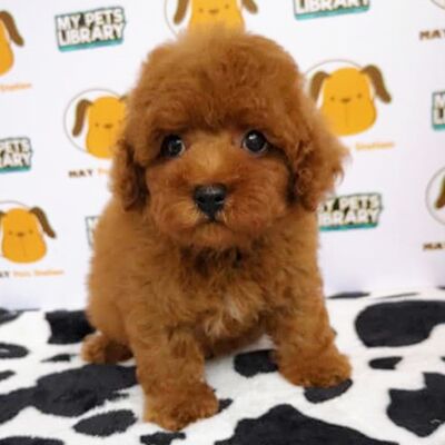 Tiny Poodle Puppy For Sale (Red)