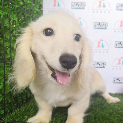 Long Hair Miniature Dachshund For Sale