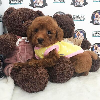 Tiny Poodle Puppy For Sale (Female)