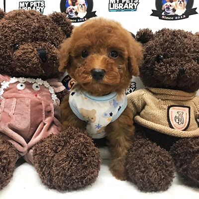 Tiny Poodle Puppy For Sale (Male)