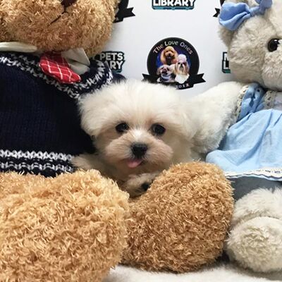 Korea Bloodline Teacup Maltese For Sale