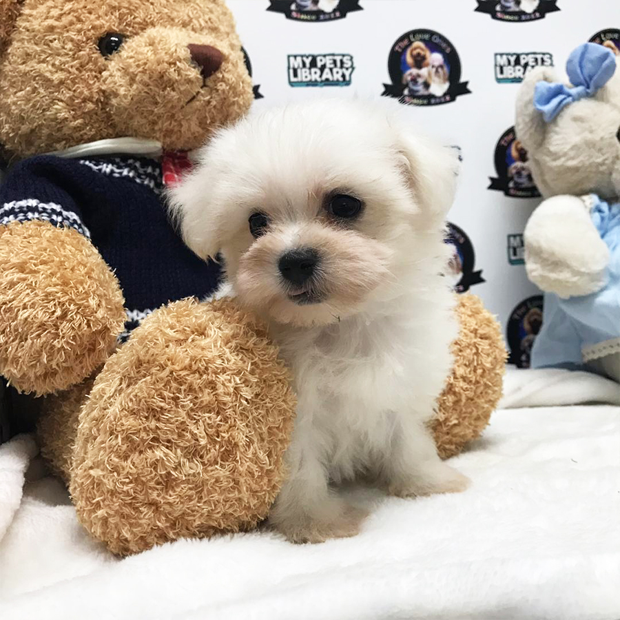 Korea Bloodline Teacup Maltese For Sale
