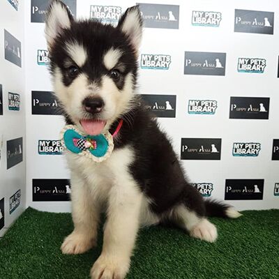 Wooly Husky Puppy For Sale