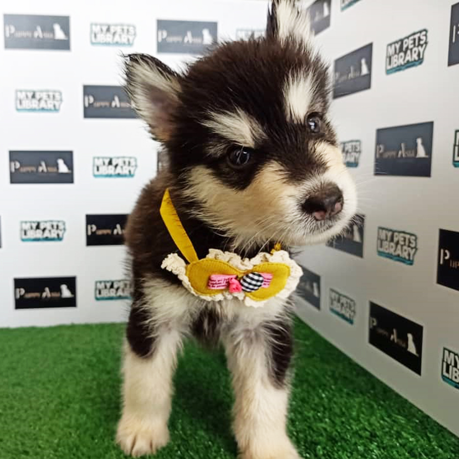 Wooly Husky Puppy For Sale
