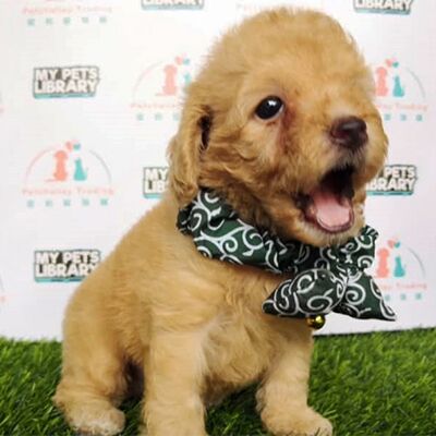 Toy Poodle Puppy For Sale