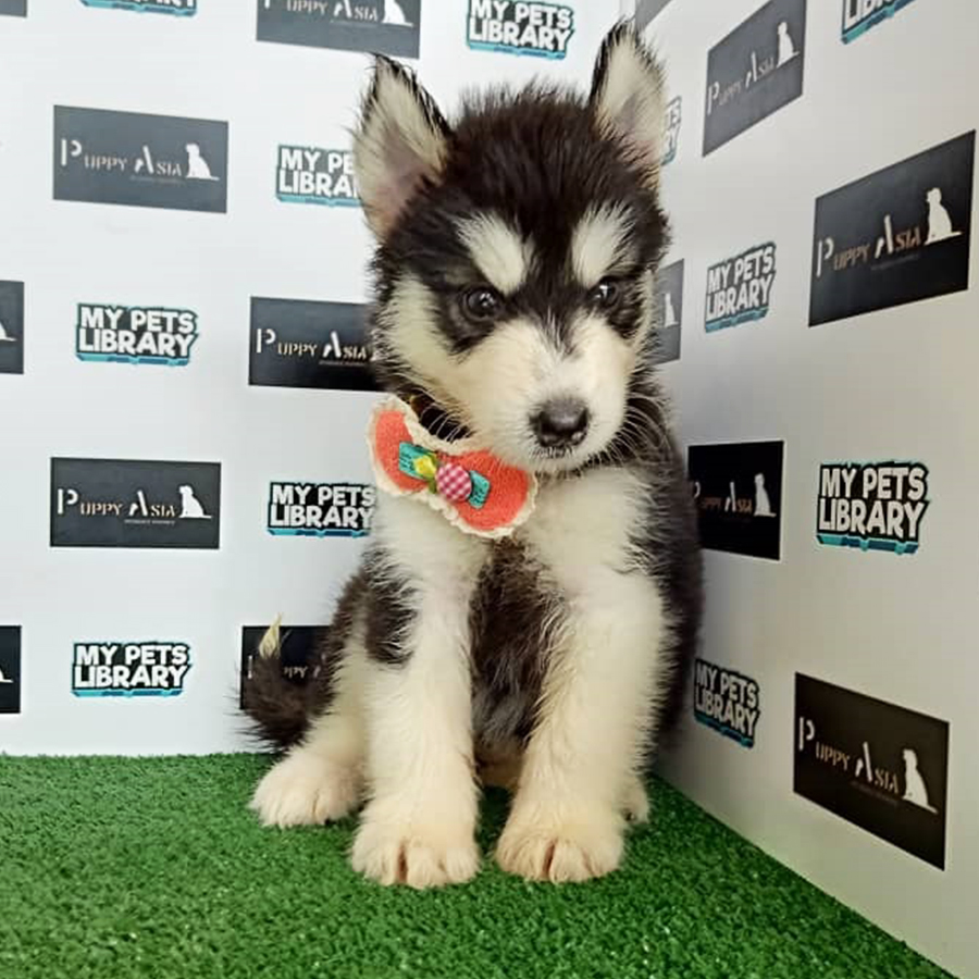 Wooly Husky Puppy For Sale