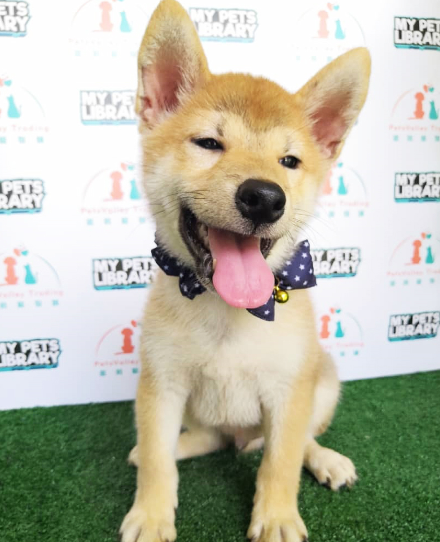 Taiwan Imported Shiba Inu Puppy For Sale