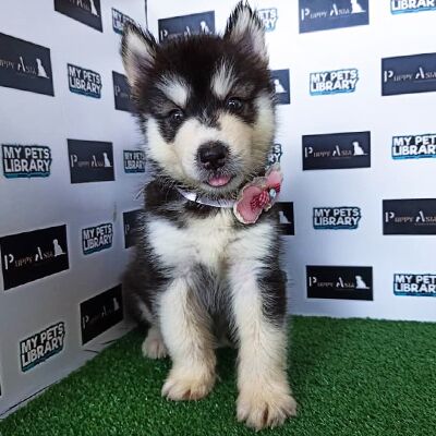 Wooly Husky Puppy For Sale