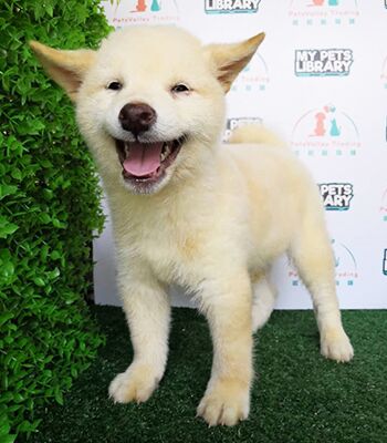 Taiwan Imported White Shiba Inu Puppy For Sale