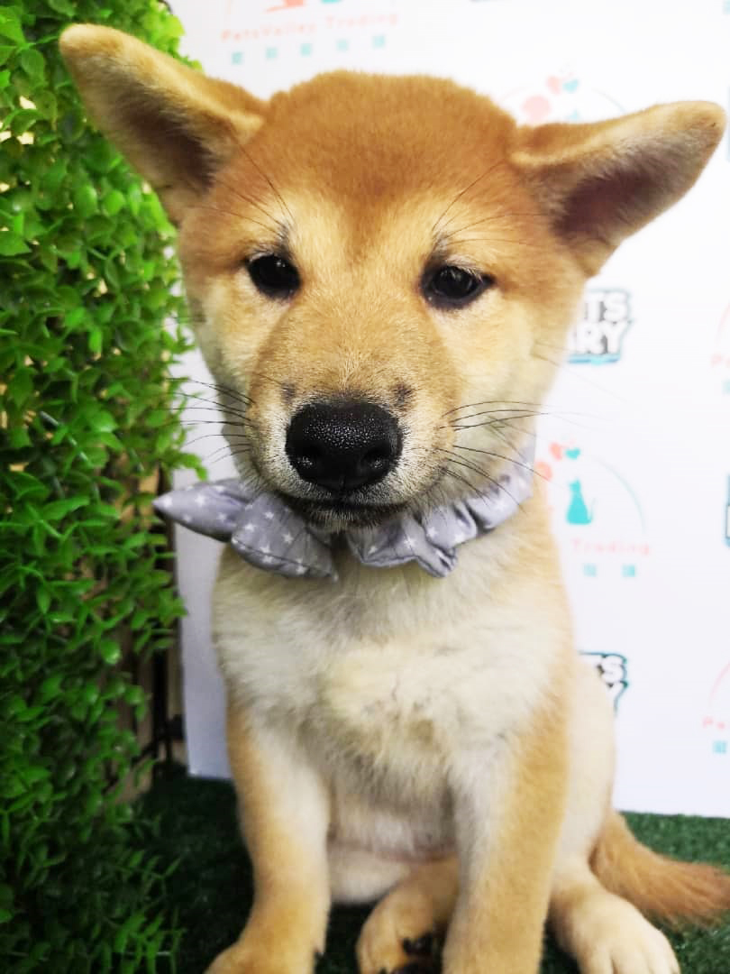 Taiwan Imported Shiba Inu Puppy (Female) For Sale