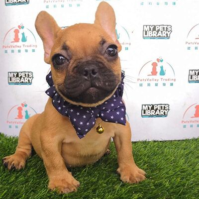 French Bulldog Puppy (Male) For Sale