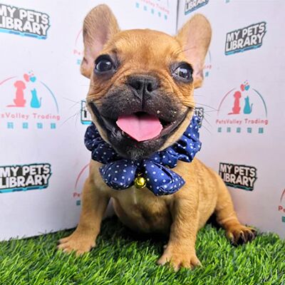 French Bulldog Puppy (Female) For Sale