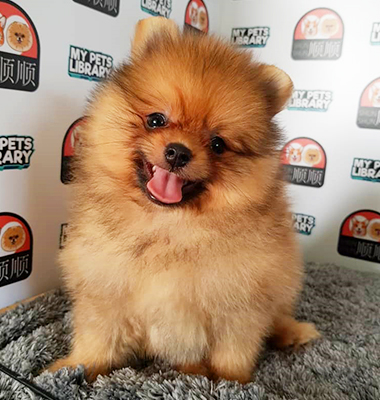 Orange Pomeranian Puppy For Sale