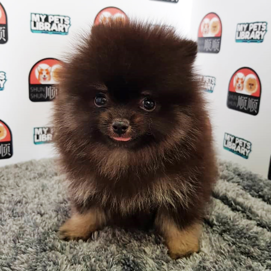 Black & Tan Pomeranian Puppy For Sale