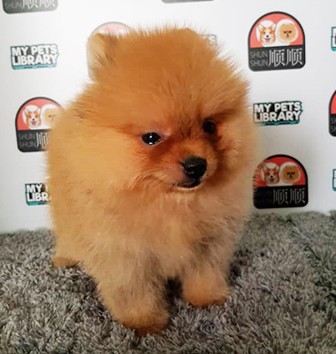 Pomeranian Puppy For Sale (Orange)