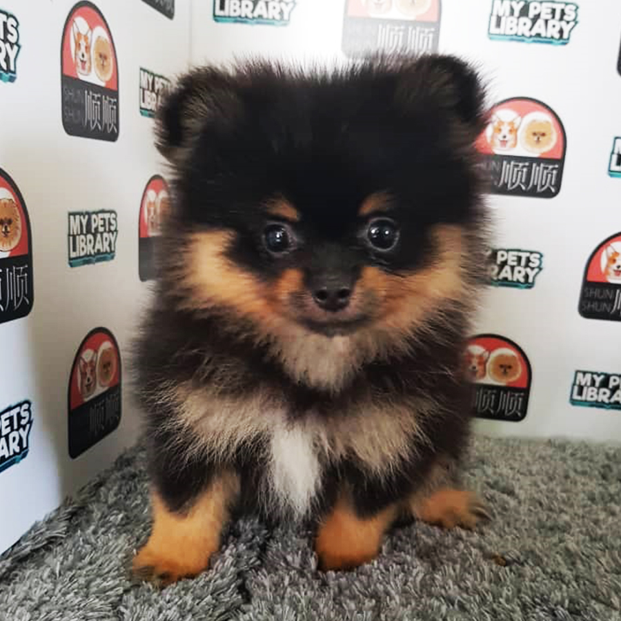 Black Tan Pom Puppy For Sale
