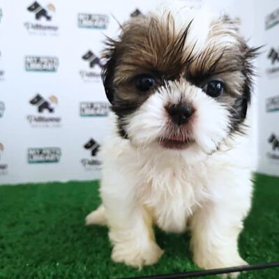 Shih Tzu Puppy (Female) For Sale