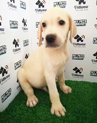 Labrador Puppy For Sale
