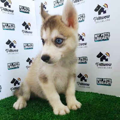 Siberian Husky Puppy For Sale