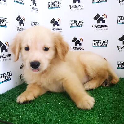 Golden Retriever Puppy For Sale