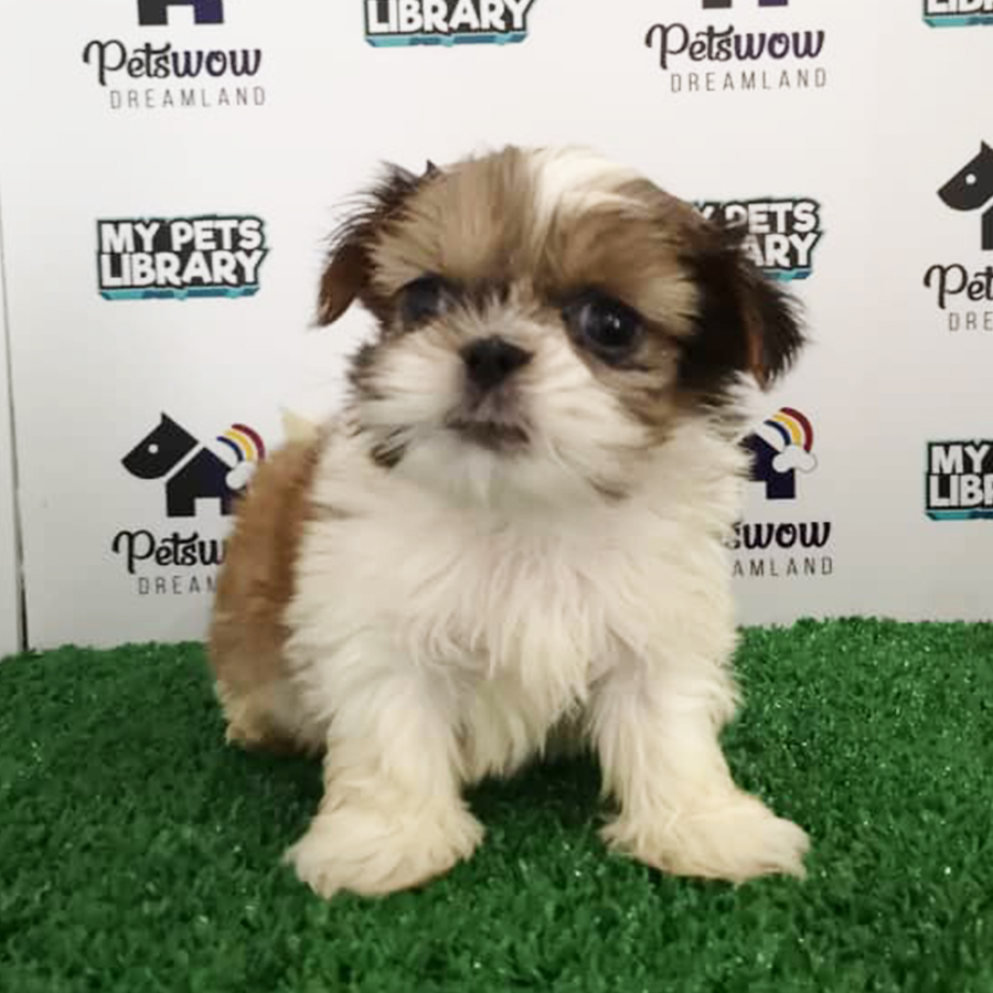 Shih Tzu Puppy (Male) For Sale